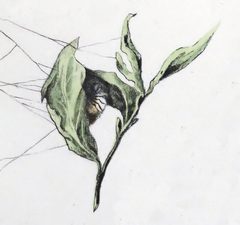 Xysticus cristatus egg sac by Leon Becker. Used under a Public domain license.