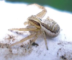 Xysticus cristatus male by Mick Talbot from Lincoln (U.K.), U.K.. Used under a CC BY 2.0 license.