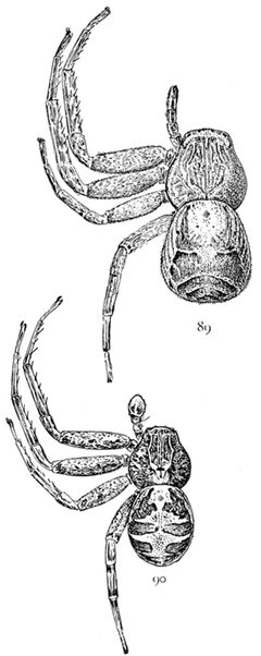 Common Spiders U.S. 089-90 by James Henry Emerton (1847 – 1931). Used under a Public domain license.