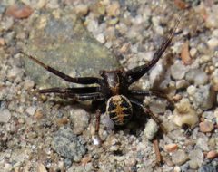 Xysticus elegans 3960315 by Nick Block. Used under a CC BY 4.0 license.
