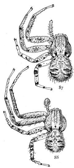 Common Spiders U.S. 087-8 by James Henry Emerton (1847 – 1931). Used under a Public domain license.
