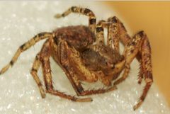 Xysticus ferox 1 by Patrick Edwin Moran. Used under a CC BY-SA 3.0 license.