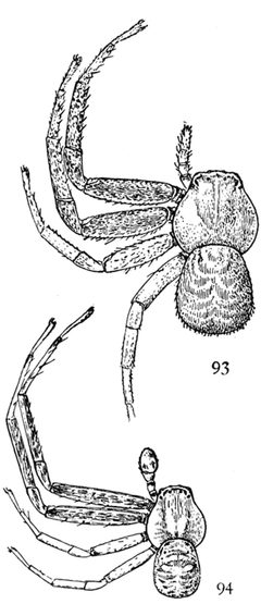 Common Spiders U.S. 093-4 by James Henry Emerton (1847 – 1931). Used under a Public domain license.