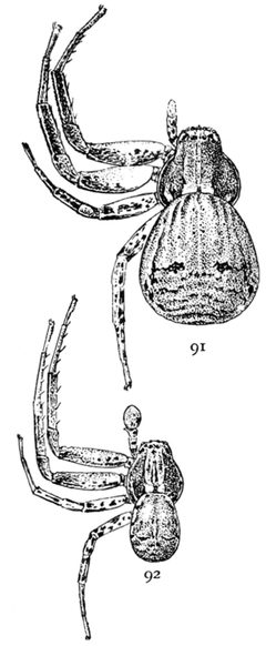 Common Spiders U.S. 091-2 by James Henry Emerton (1847 – 1931). Used under a Public domain license.