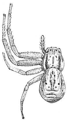 Common Spiders U.S. 098 by James Henry Emerton (1847 – 1931). Used under a Public domain license.