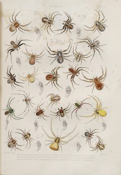BlackwallSpidersPlateIV by John Blackwall. Used under a Public domain license.