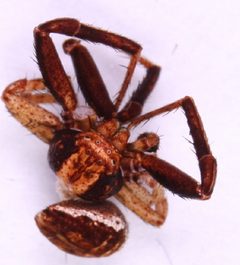 Xysticus obscurus by Marko Mutanen, University of Oulu. Used under a Copyrighted free use license.