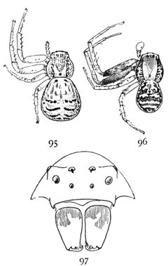 Common Spiders U.S. 095-7 by James Henry Emerton (1847 – 1931). Used under a Public domain license.