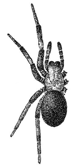 Common Spiders U.S. 493 Titanoeca americana by James Henry Emerton (1847 – 1931). Used under a Public domain license.