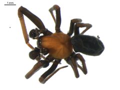 Titanoeca americana 1 by G. Blagoev. Used under a CC0 license.