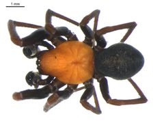 Titanoeca americana 2 by G. Blagoev. Used under a CC0 license.