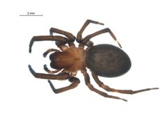 Titanoeca nigrella f by G. Blagoev. Used under a CC BY-SA 3.0 license.