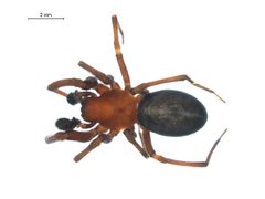 Titanoeca nigrella m by G. Blagoev. Used under a CC BY-SA 3.0 license.