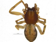 Meriola californica 1 by CBG Photography Group, Centre for Biodiversity Genomics. Used under a CC0 license.