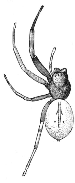 Common Spiders U.S. 066 by James Henry Emerton (1847 – 1931). Used under a Public domain license.