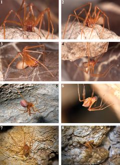 ZooKeys-215-077-g001 Trogloraptor marchingtoni by Griswold, Charles; Audisio, Tracy; Ledford, Joel. Used under a CC BY 3.0 license.
