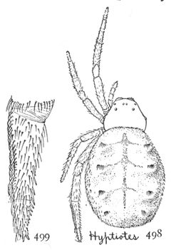 Common Spiders U.S. 498-9 Hyptiotes cavatus by James Henry Emerton (1847 – 1931). Used under a Public domain license.