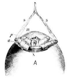 PSM V06 D666 Spider web spinning apparatus by Unknown authorUnknown author. Used under a Public domain license.