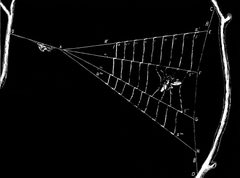 PSM V33 D818 Net of the triangle spider by Unknown authorUnknown author. Used under a Public domain license.
