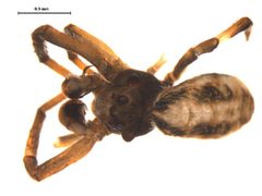 Hyptiotes gertschi 1 by Gergin Blagoev, Centre for Biodiversity Genomics. Used under a CC0 license.