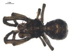Hyptiotes gertschi 2 by CBG Photography Group, Centre for Biodiversity Genomics. Used under a CC BY-SA 3.0 license.