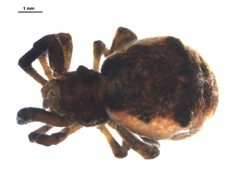 Hyptiotes gertschi 3 by CBG Photography Group, Centre for Biodiversity Genomics. Used under a CC BY-SA 3.0 license.