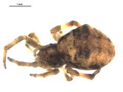 Hyptiotes gertschi 4 by CBG Photography Group, Centre for Biodiversity Genomics. Used under a CC BY-SA 3.0 license.