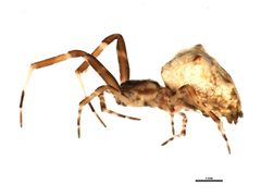 Uloborus diversus f1 by CBG Photography Group, Centre for Biodiversity Genomics. Used under a CC BY-SA 3.0 license.