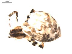Uloborus diversus f2 by G. Blagoev. Used under a CC0 license.