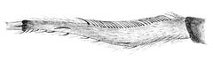 Comstock-calamistrum by John Henry Comstock. Used under a Public domain license.