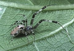 Zosis.geniculatus.female.1.-.tanikawa by Akio Tanikawa. Used under a CC BY-SA 2.5 license.