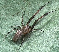 Zosis.geniculatus.male.-.tanikawa by Akio Tanikawa. Used under a CC BY-SA 2.5 license.