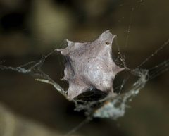 Zosis geniculata egg sack by Steve Kerr. Used under a CC BY 4.0 license.