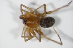 Zodarion rubidum by SNSB, Zoologische Staatssammlung Muenchen. Used under a CC BY-SA 3.0 license.