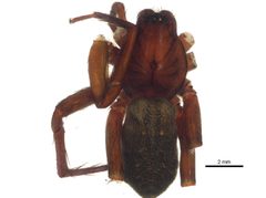Anachemmis linsdalei by CBG Photography Group, Centre for Biodiversity Genomics. Used under a CC BY-SA 3.0 license.
