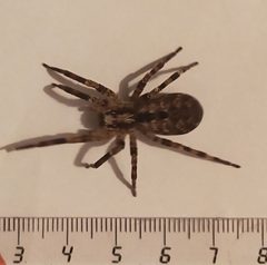 Big Zoropsis spinimana by Gbelliardo. Used under a CC BY-SA 4.0 license.