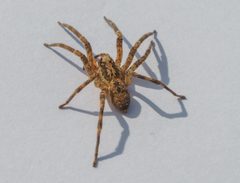Zoropsis spinimana by IUnknown68. Used under a CC BY-SA 4.0 license.