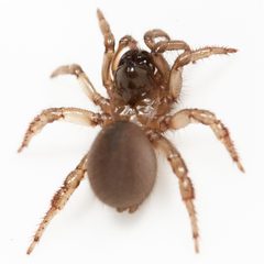 Aliatypus californicus 116033089 by Ken-ichi Ueda. Used under a CC BY 4.0 license.