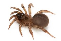 Aliatypus californicus 116033095 by Ken-ichi Ueda. Used under a CC BY 4.0 license.
