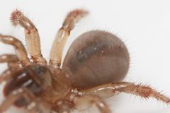 Aliatypus californicus 116033097 by Ken-ichi Ueda. Used under a CC BY 4.0 license.