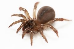 Aliatypus californicus 116033101 by Ken-ichi Ueda. Used under a CC BY 4.0 license.