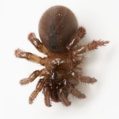 Aliatypus californicus 116033129 by Ken-ichi Ueda. Used under a CC BY 4.0 license.