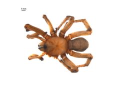 Antrodiaetus hageni 1 by Centre for Biodiversity Genomics. Used under a CC BY-SA 3.0 license.