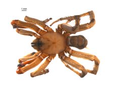 Antrodiaetus hageni 2 by Centre for Biodiversity Genomics. Used under a CC BY-SA 3.0 license.
