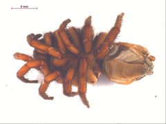Antrodiaetus hageni 3 by Centre for Biodiversity Genomics. Used under a CC BY-SA 3.0 license.