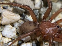 Antrodiaetus montanus 162592618 by Hunter H. Used under a CC BY 4.0 license.