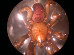 Antrodiaetus pacificus by lcspiderlab. Used under a CC BY 2.0 license.