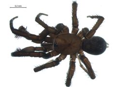 Antrodiaetus pacificus m by G. Blagoev, Centre for Biodiversity Genomics. Used under a CC BY-SA 3.0 license.