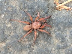 Antrodiaetus pugnax by Russell V. Di Fiori. Used under a CC BY-SA 4.0 license.