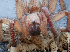 Antrodiaetus pugnax 110992915 by Ryan Durand. Used under a CC BY 4.0 license.
